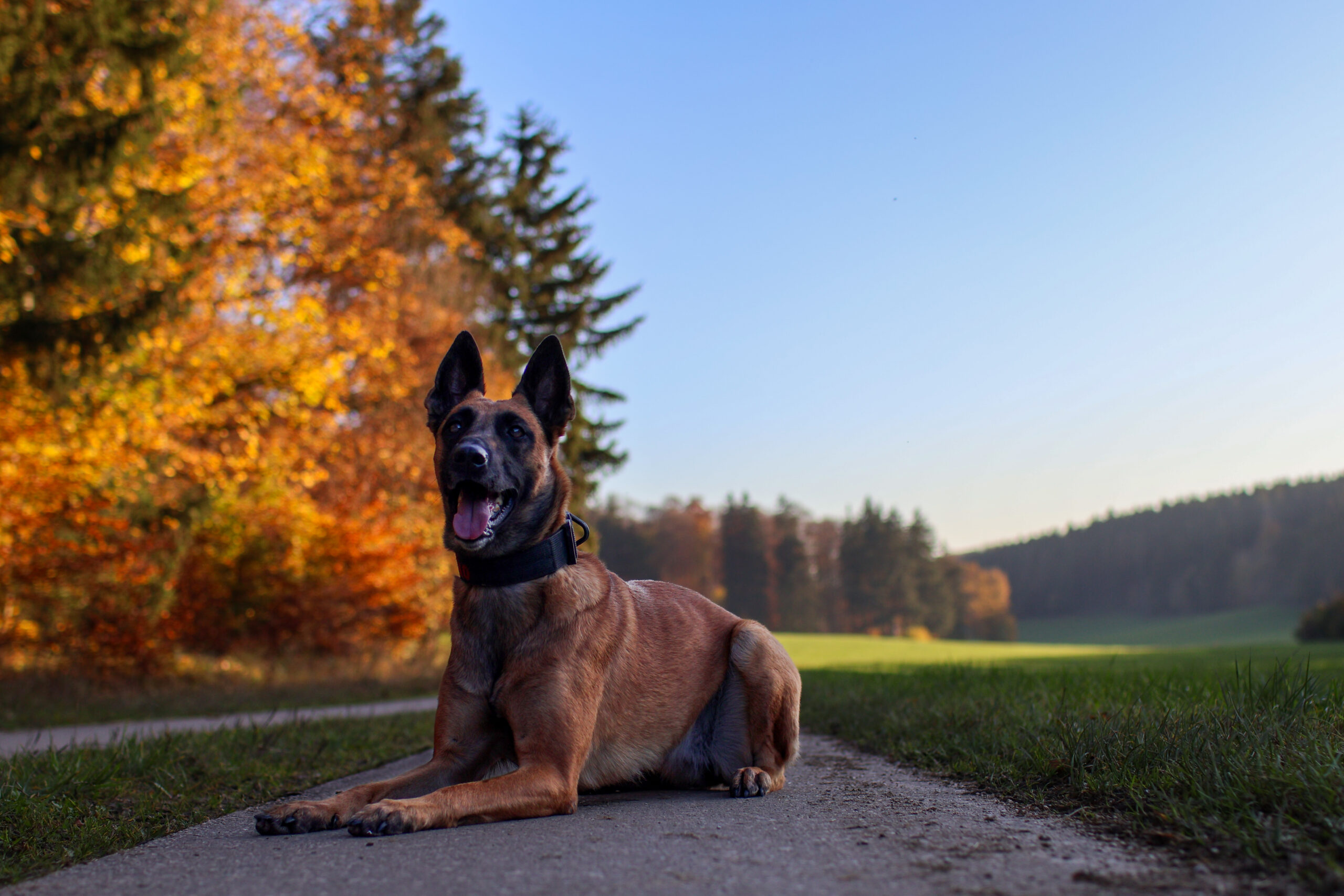A brown dog with a black collar lies on a path in a scenic autumn landscape, with trees displaying vibrant fall colors under a clear blue sky.